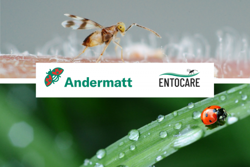 Andermatt neemt de activiteiten nuttige insecten over van Entocare C.V.